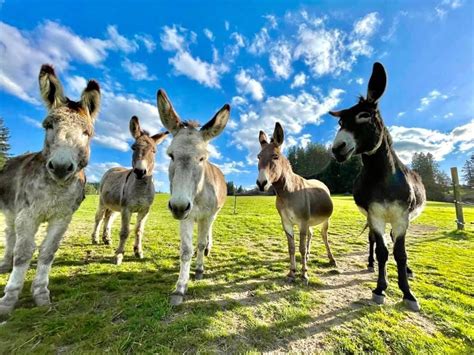 Donkey Sanctuary | Oregon Donkey Sanctuary Northwest | Portland