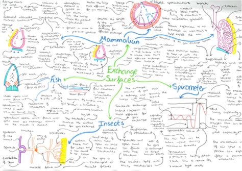 Module 3 Biology Mind-Maps | Teaching Resources