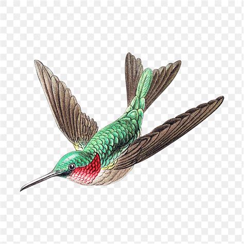 Colorful vintage hummingbird illustration transparent | Premium PNG ...