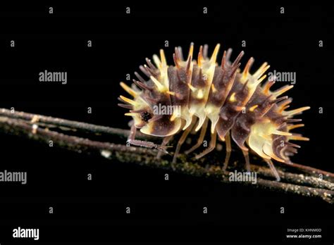 Isopod, Mount Isarog National Park, Philippines Stock Photo - Alamy