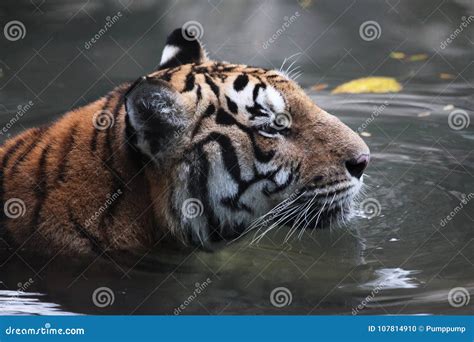 Tiger sit in water stock photo. Image of beautiful, close - 107814910