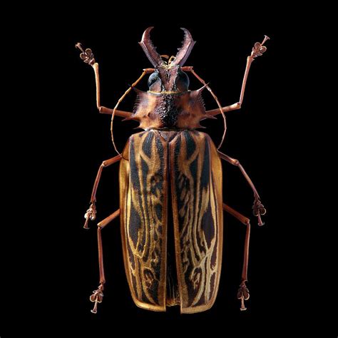 Macrodontia Cervicornis Beetle Photograph by Patrick Landmann/science Photo Library