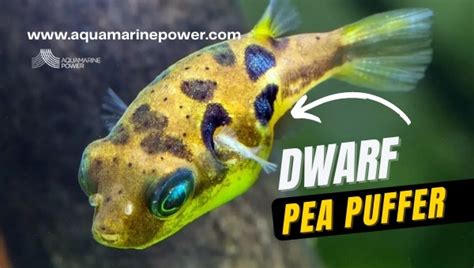 Dwarf Pea Puffer Care: Best Detailed Guide (February 2024)