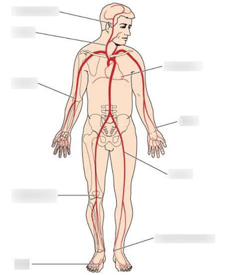 Pulse Points Diagram | Quizlet