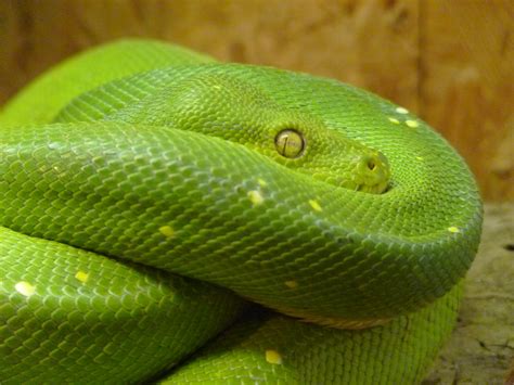 Free Images : animal, scale, close, fauna, green lizard, toxic, snake, vertebrate, creature ...