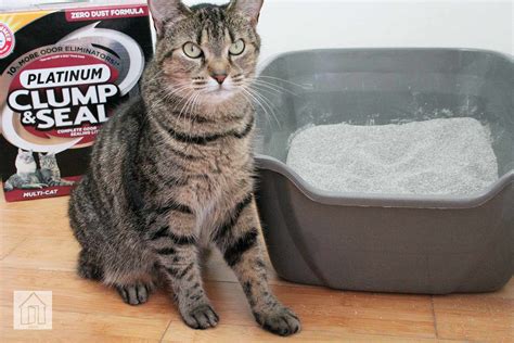 Arm And Hammer Clump And Seal Cat Litter Reviews - Cat Lovster