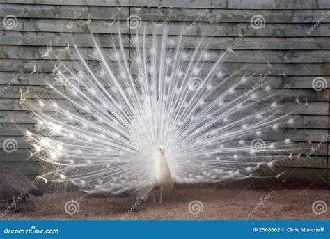 White Peacock With Feathers Sp Stock Photo - Image of crown, animals ...