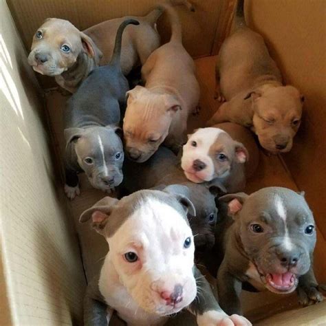 Box full of Pitt puppies : pitbulls Cute Puppies, Dogs And Puppies, Cute Dogs, Doggies, Pitbull ...