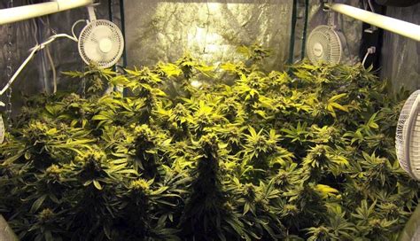 Growing Top Shelf Weed in a Grow Tent | CenturionPro Solutions