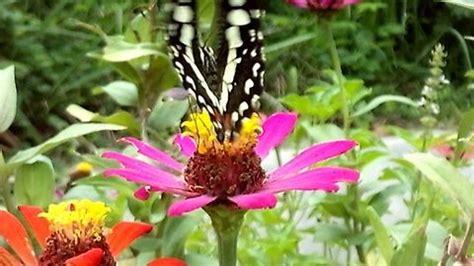 Black White Butterfly On The Pink Daisy Flower For Nectar At Morning Butterfly On Flower, White ...