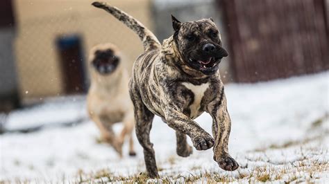 Dogo Canario Kennel - Djordjoni Kennel - Presa Canario Puppies for sale