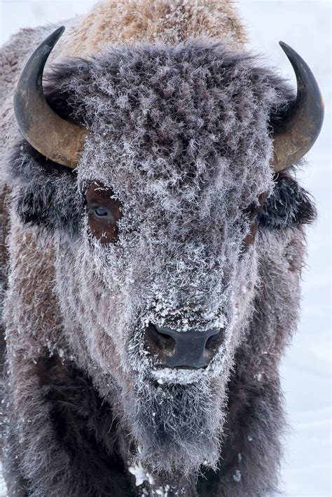 5 Winter Photography Tips | Jackson Hole Winter Photo Tours