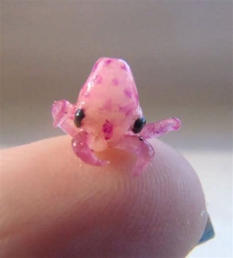Cute Baby Octopus