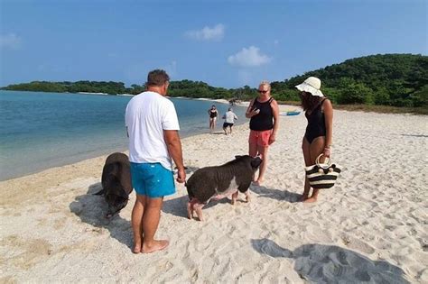 Pig Island Snorkeling & Sightseeing Tour By Speedboat From Koh Samui