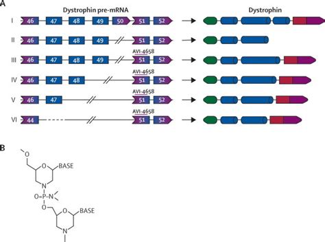 Deletions and predicted results of exon skipping in the patients who... | Download Scientific ...