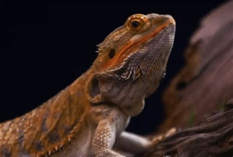 Cool Bearded Dragon Names for Male and Female Bearded Dragons