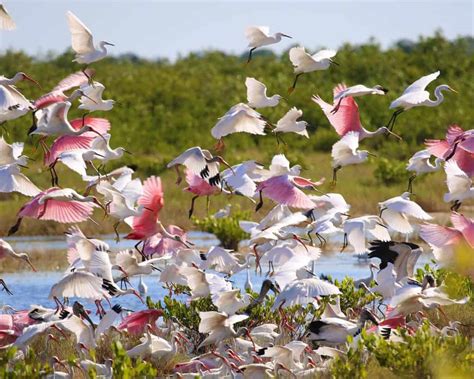 Canaveral National Seashore - Florida | Park Ranger John