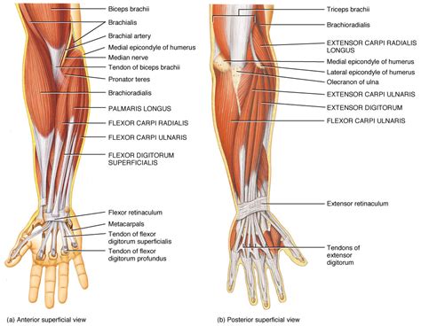 Anatomy of the Wrist — ACRO Physical Therapy & Fitness