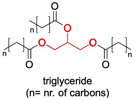 Structure Of Fatty Acid And Glycerol