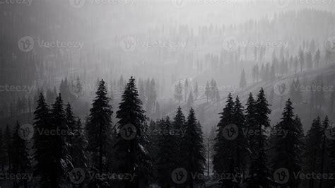 Carpatian mountains fog and mist at the pine forest 6281180 Stock Photo at Vecteezy