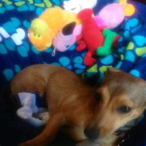 My Chi-Weenie (Chihuahua/Weiner dog mix) Rocio. She is a hoarder! | Dog mixes, Weiner dog, Chiweenie