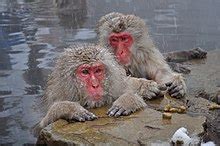 Japanese macaque - Wikipedia