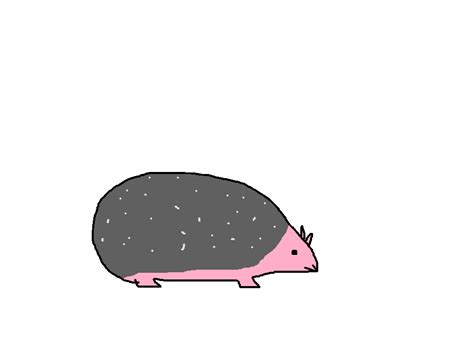 Long-eared Hedgehog | Species Wiki | Fandom