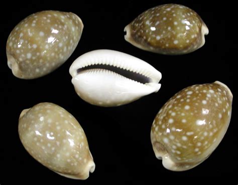 Cowry shell different sizes, patterns and color from around the world