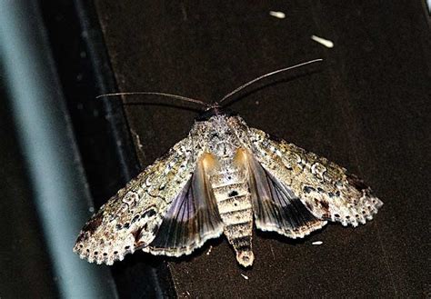 Beauty of Fauna and Flora in Nature: Moths From Kinabalu National Park