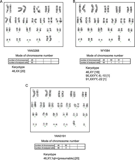 —Karyotype analysis. The karyotypes of the three cell lines YAN3268...