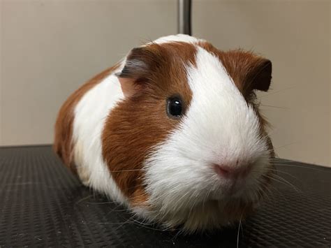 Mobile Guinea Pig Grooming - THE PRECIOUS PETS: MOBILE PET GROOMING TO ...