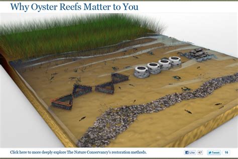 TNC: Oyster Reef Restoration on Behance