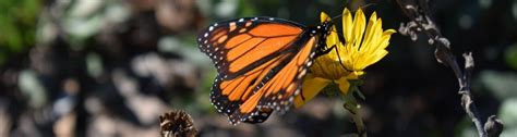 Insect Pollination (Entomophily) - Learn Seed Saving