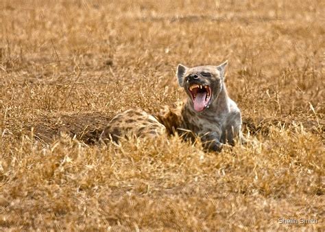 "Hyena with teeth" by Sheila Smith | Redbubble