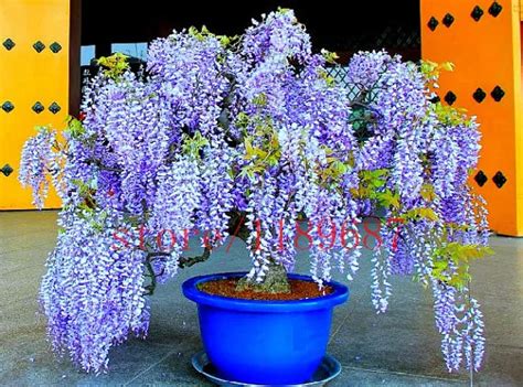 10 pcs wisteria bonsai Blue Japanese Wisteria Fresh Viable tree plants ...