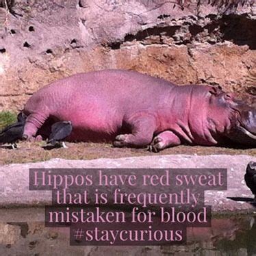 Hippos have red sweat that is frequently mistaken for blood | Hippo ...