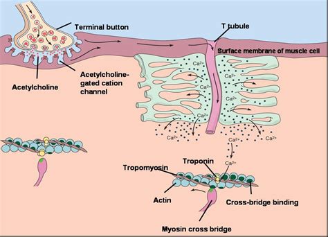 Sarcoplasmic Reticulum - CSCS Study Questions