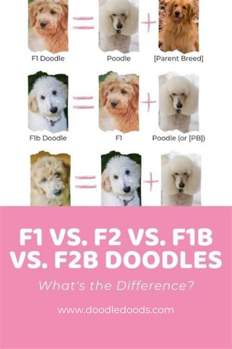 F1 Doodle vs F2 vs F1B vs F2B: What's the Difference? - Doodle Doods | Goldendoodle ...