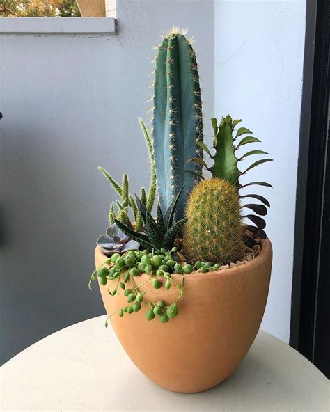 Best Succulent Arrangements You Have to See https://succulentcity.com/best-succulent ...