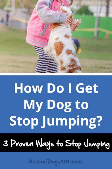 How Do I Get My Dog to Stop Jumping - Rescue Dogs 101