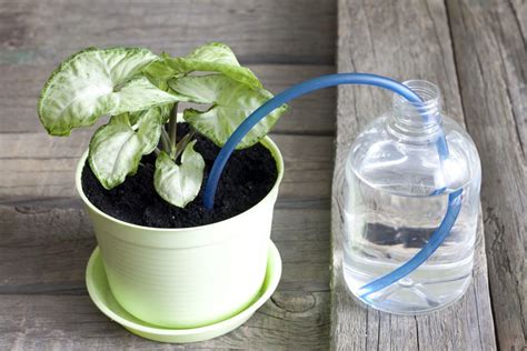 5 Nifty Ways to Water your Plants and Garden While you are Away