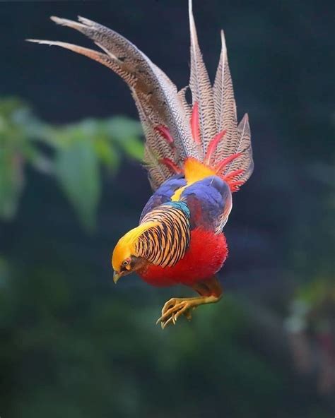 Stunning And Unique Looking Birds (39 Pics) | Домашние птицы, Красивые ...