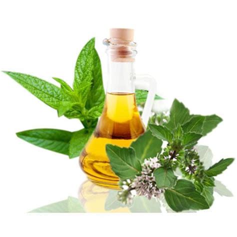 MENTHA ARVENSIS OIL - Mentha Arvensis Oil Manufacturer from New Delhi