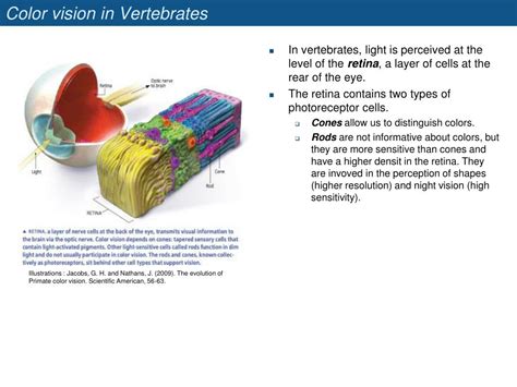 PPT - The evolution of color vision PowerPoint Presentation, free download - ID:3783082