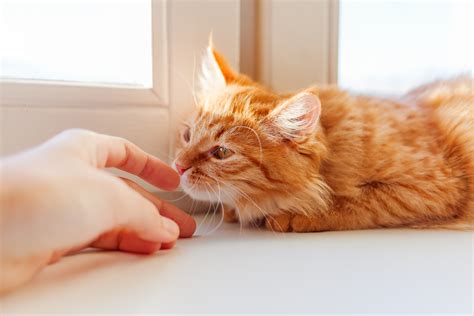 Can Cats Smell Cancer In Humans? | Healthy Paws Pet Insurance