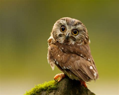 Really Cute Baby Pygmy Owl