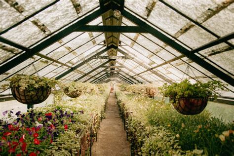 Which plants to choose for urban rooftop greenhouses? - Wikifarmer