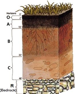 Soil Science Lesson for Kids - Lesson | Study.com