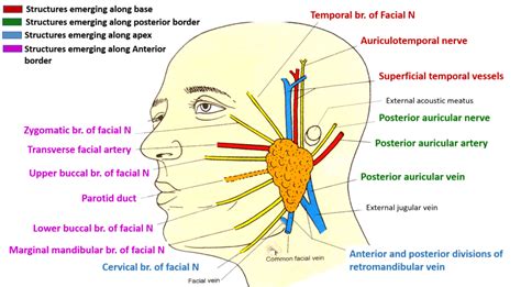 Parotid Gland