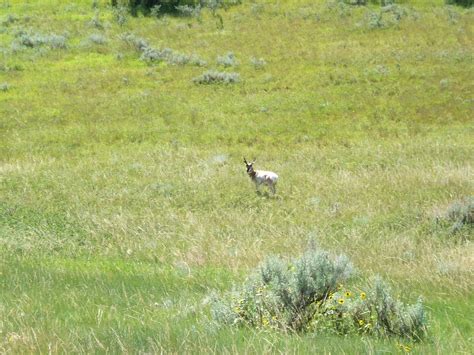 Travels with the NH Nomads: Little Bighorn Battle Monument